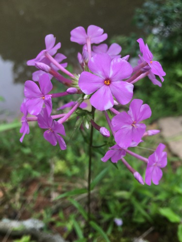 Phlox carolina ssp. carolina