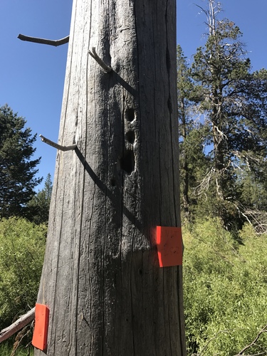 iNaturalist observation photo of Woodpeckers