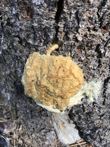 iNaturalist observation photo of Fungi Including Lichens