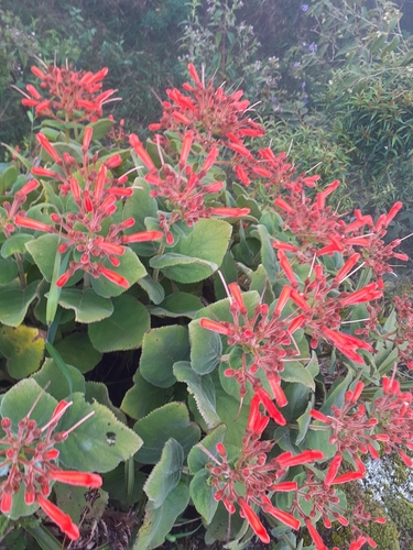 Sinningia magnifica