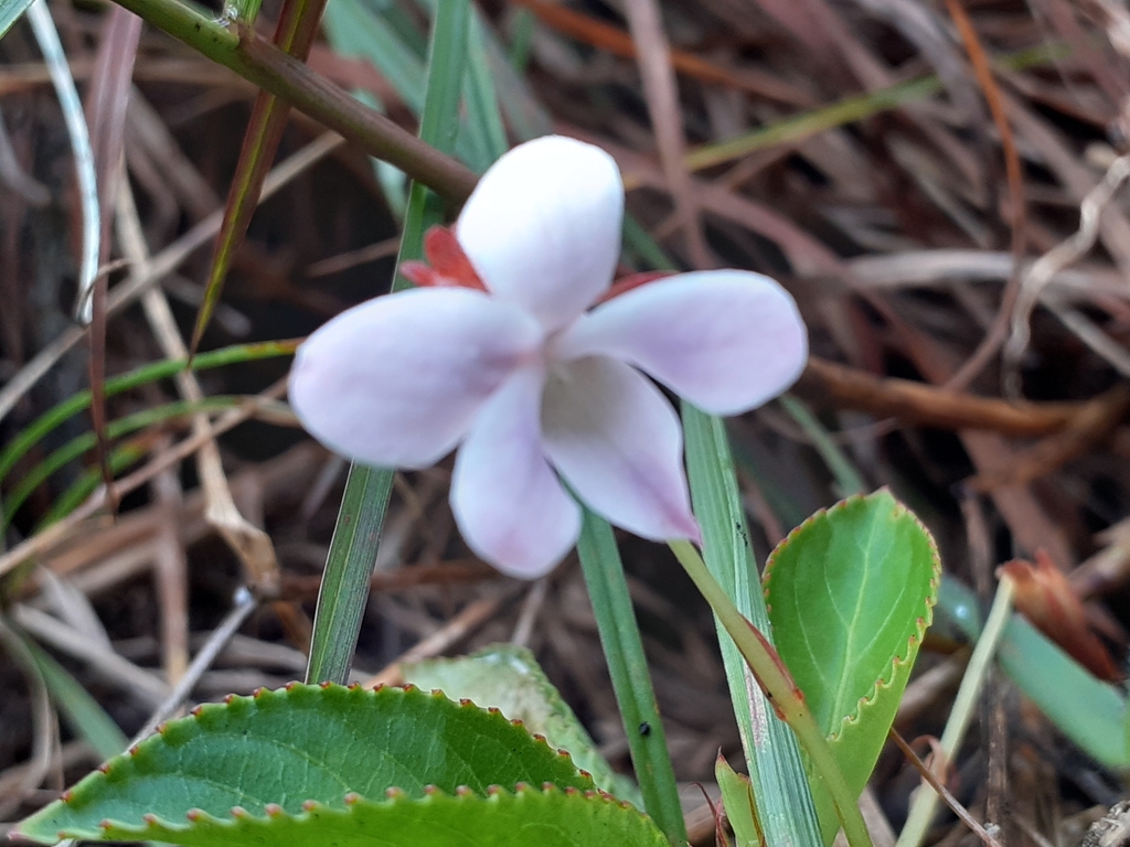 Violeta