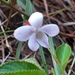 Viola cerasifolia - Photo (c) Anderson Rabello Pereira, todos os direitos reservados, uploaded by Anderson Rabello Pereira