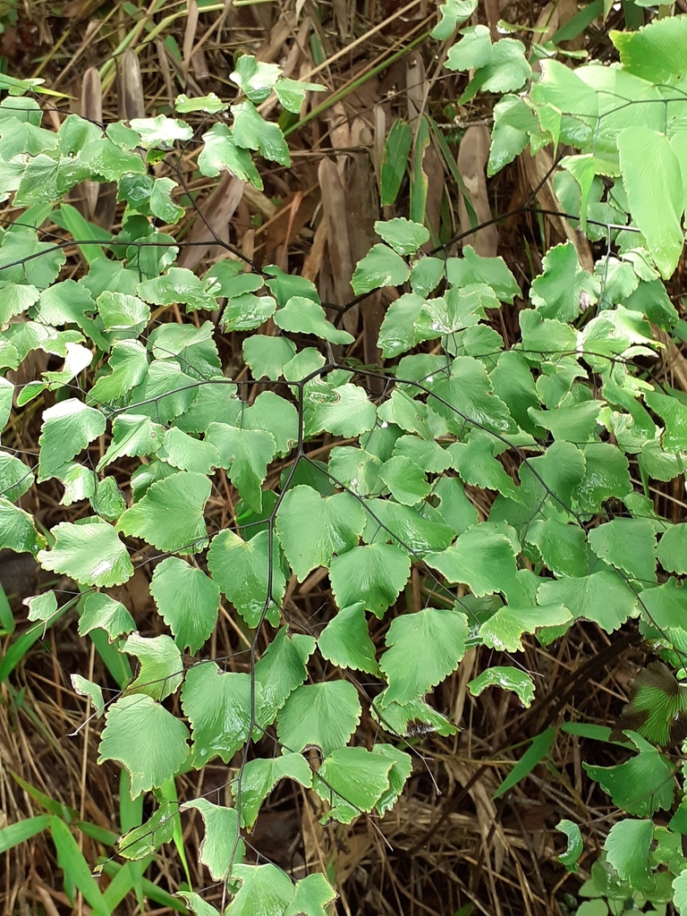 Culantrillo