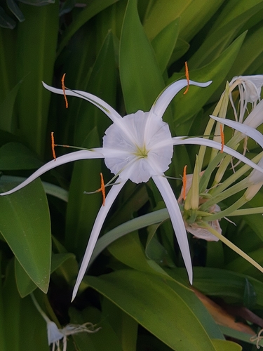 Beach Spider Lily