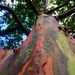 Eucalipto Arcoiris - Photo (c) Keisha Charlene, todos los derechos reservados, subido por Keisha Charlene