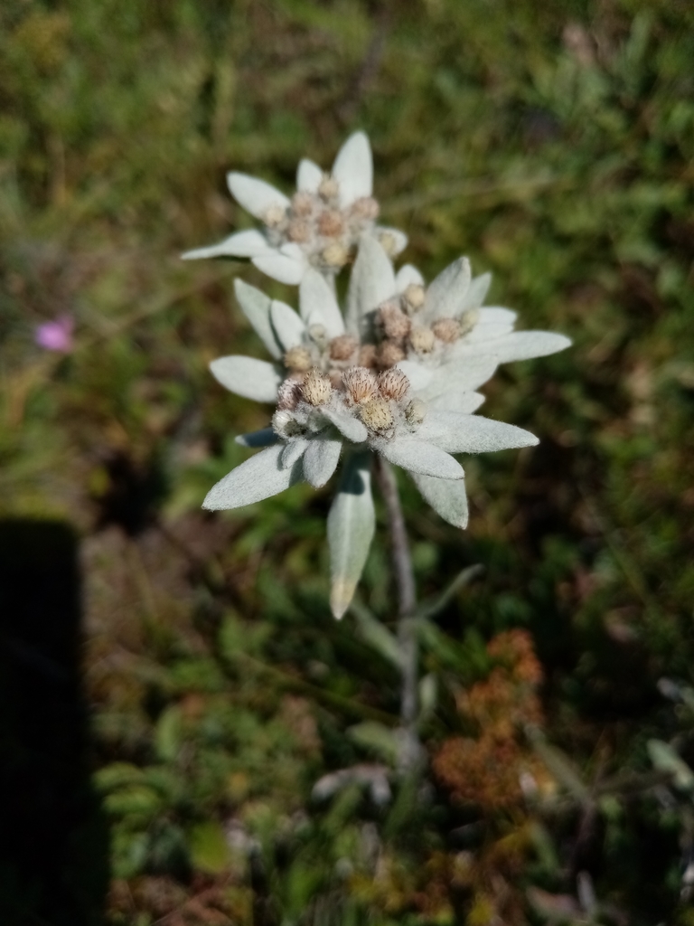 Leontopodium from Алтай on August 09, 2020 at 11:34 AM by Лариса ...