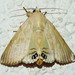 Palm Flower Moth - Photo (c) BJ Stacey, all rights reserved
