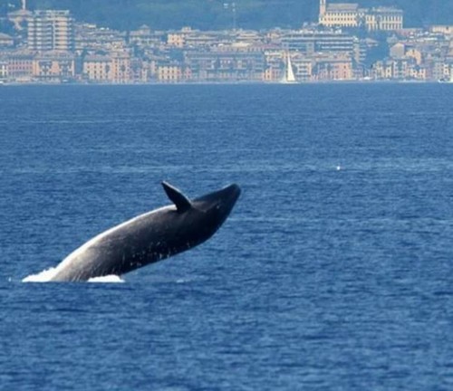 Fin Whale