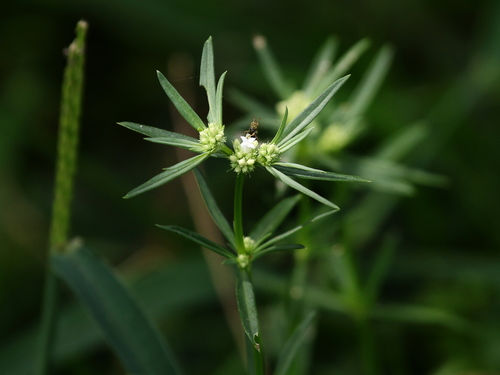 Whorled-Leaf False Buttonweed (Spermacoce eryngioides)