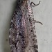 Giant Lacewing - Photo (c) Mason Maron, all rights reserved, uploaded by Mason Maron