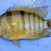 Cutter's Cichlid - Photo (c) Michael Tobler, all rights reserved, uploaded by Michael Tobler