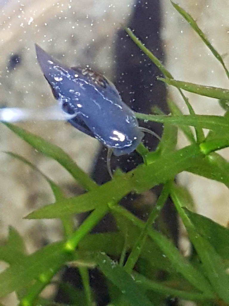 Acute Bladder Snail from Naxxar, Malta on August 18, 2020 at 11:32 AM ...