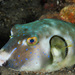 Ringed Puffer - Photo (c) James Peake, all rights reserved, uploaded by James Peake