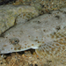 Southern Bluespotted Flathead - Photo (c) James Peake, all rights reserved, uploaded by James Peake