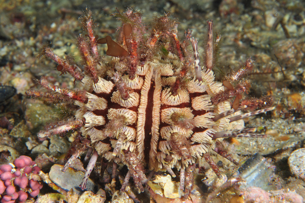 Genus Goniocidaris · iNaturalist