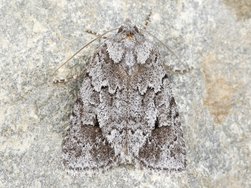 Sympistis dentata Grote, 1875