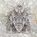 Blueberry Sallow - Photo (c) David Beadle, all rights reserved, uploaded by dbeadle