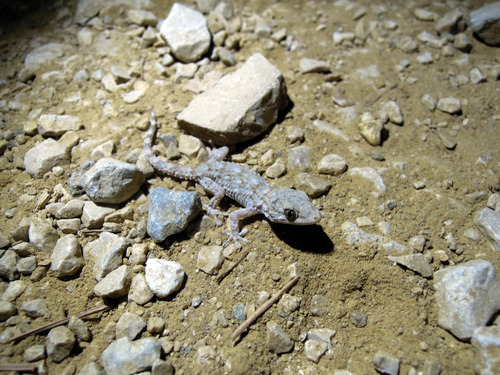 Moorish Gecko