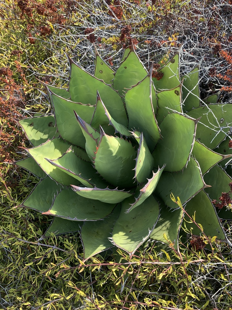 shaw agave (Subspecies Agave shawii shawii) · iNaturalist