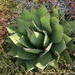 Shaw Agave - Photo (c) Cesar Guerrero, all rights reserved, uploaded by Cesar Guerrero