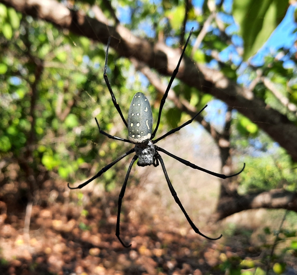 Nephila vitiana from Pulau Tabuhan, Bengkak, Kec. Wongsorejo, Kabupaten ...