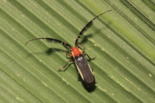 Hemilophus leucogramma