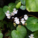 Begonia fenicis - Photo (c) WK Cheng, all rights reserved, uploaded by WK Cheng