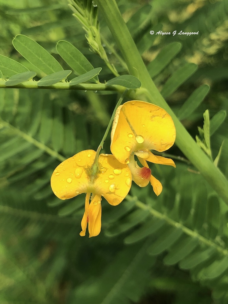 Sesbania sesban (Sesbania sesban)