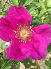 Rosa rugosa image