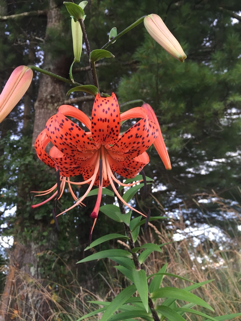 tiger lily in July 2017 by kburke. You can't see it too well in the
