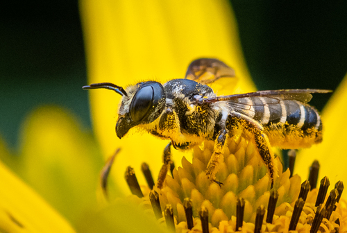 How to identify Megachile inimica Cresson, 1872