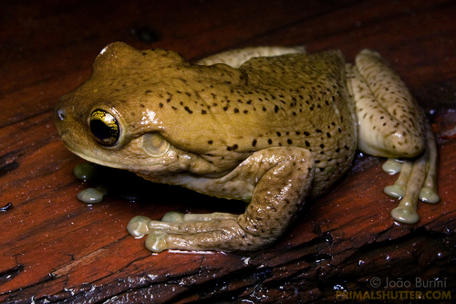 Trachycephalus lepidus