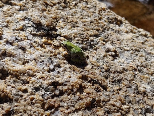 iNaturalist observation photo of Pacific chorus frog