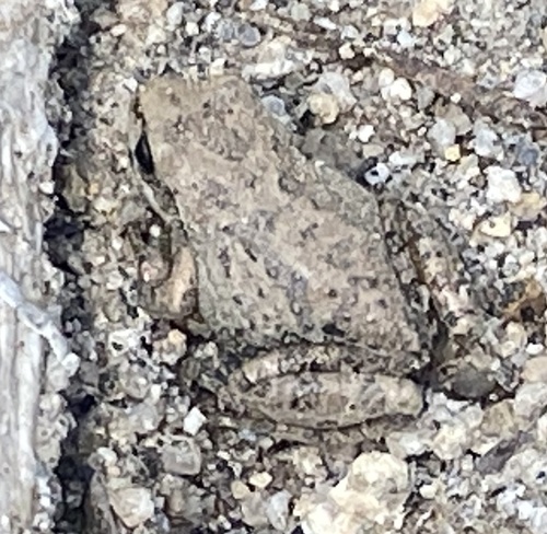 iNaturalist observation photo of Pacific chorus frog