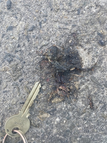 iNaturalist observation photo of Yosemite Toad