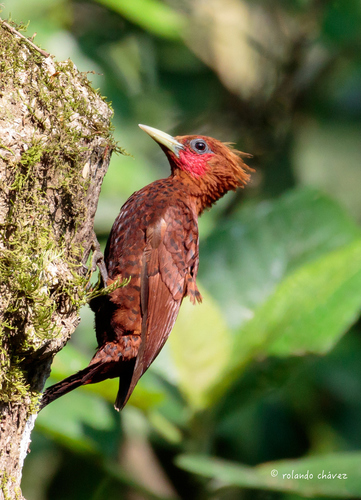 Chestnut-colored Woodpecker