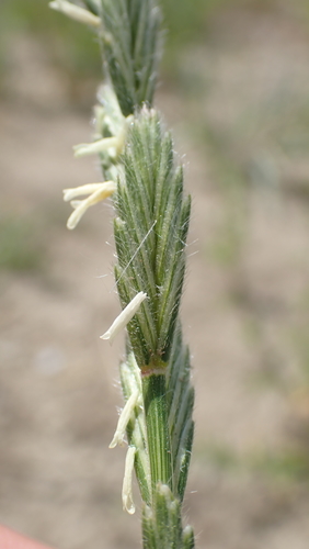 Thinopyrum intermedium ssp. barbulatum