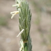 Thinopyrum intermedium barbulatum - Photo (c) Lysandra Pyle, todos los derechos reservados, subido por Lysandra Pyle