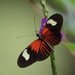 Heliconius xanthocles - Photo (c) TroyEcol, todos los derechos reservados, uploaded by TroyEcol