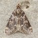 Stored Grain Moth - Photo (c) David Beadle, all rights reserved, uploaded by David Beadle
