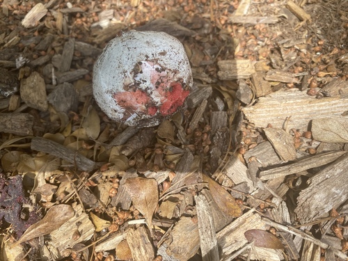 Clathrus crispus