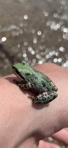 iNaturalist observation photo of Pacific chorus frog
