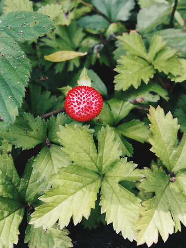 Lesser Mock-strawberry