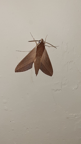 Levant Hawkmoth