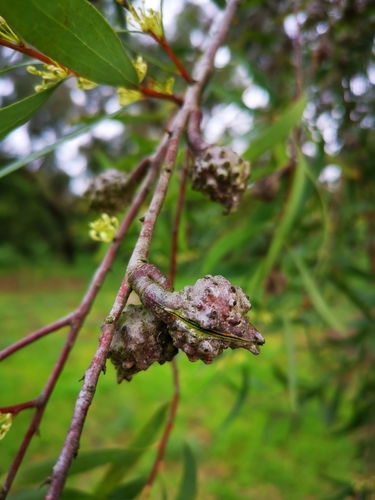 Willow-leaved hakea