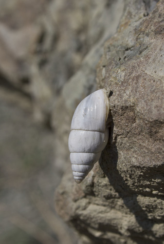 Georginapaeus hohenackeri