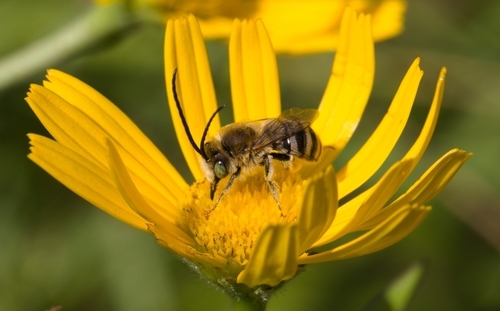 Tetraloniella inulae