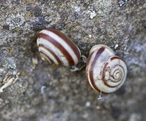 Fruticocampylaea narzanensis