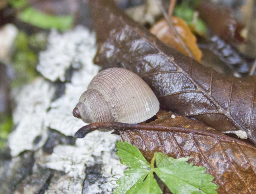 Pomatias rivularis