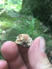 Niveoporofomes spraguei image